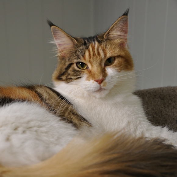 Meet your Posher, Isabella - Picture 3 of 11